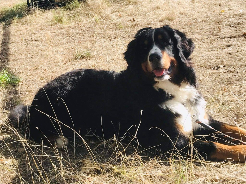 Pippa Du Haras De La Ferme Bleue