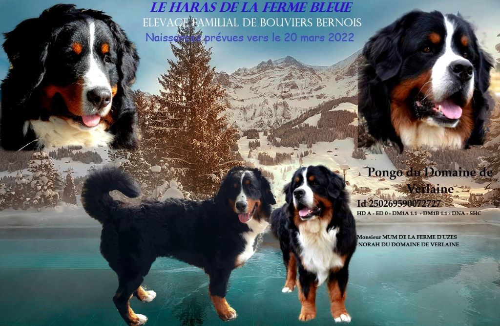 2022 Maman Pippa DHFB papa Pongo du domaine de Verlaine