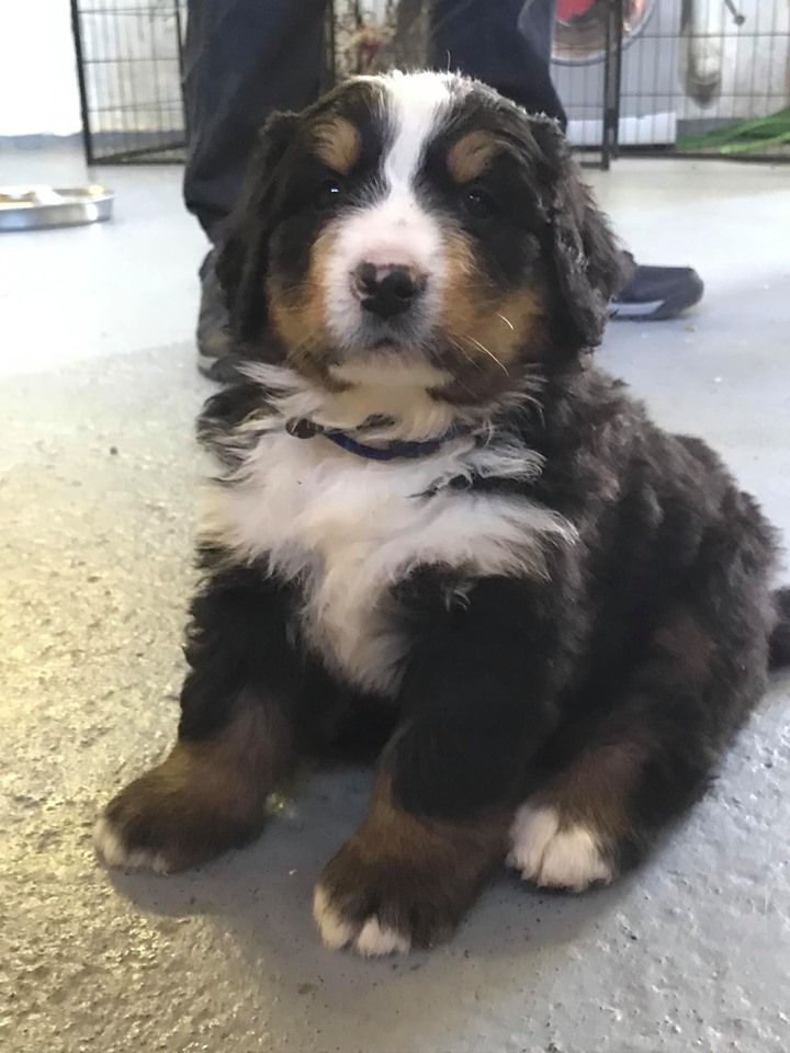 chiots 2019 Jude x Locki Van de BrabieHoeve
